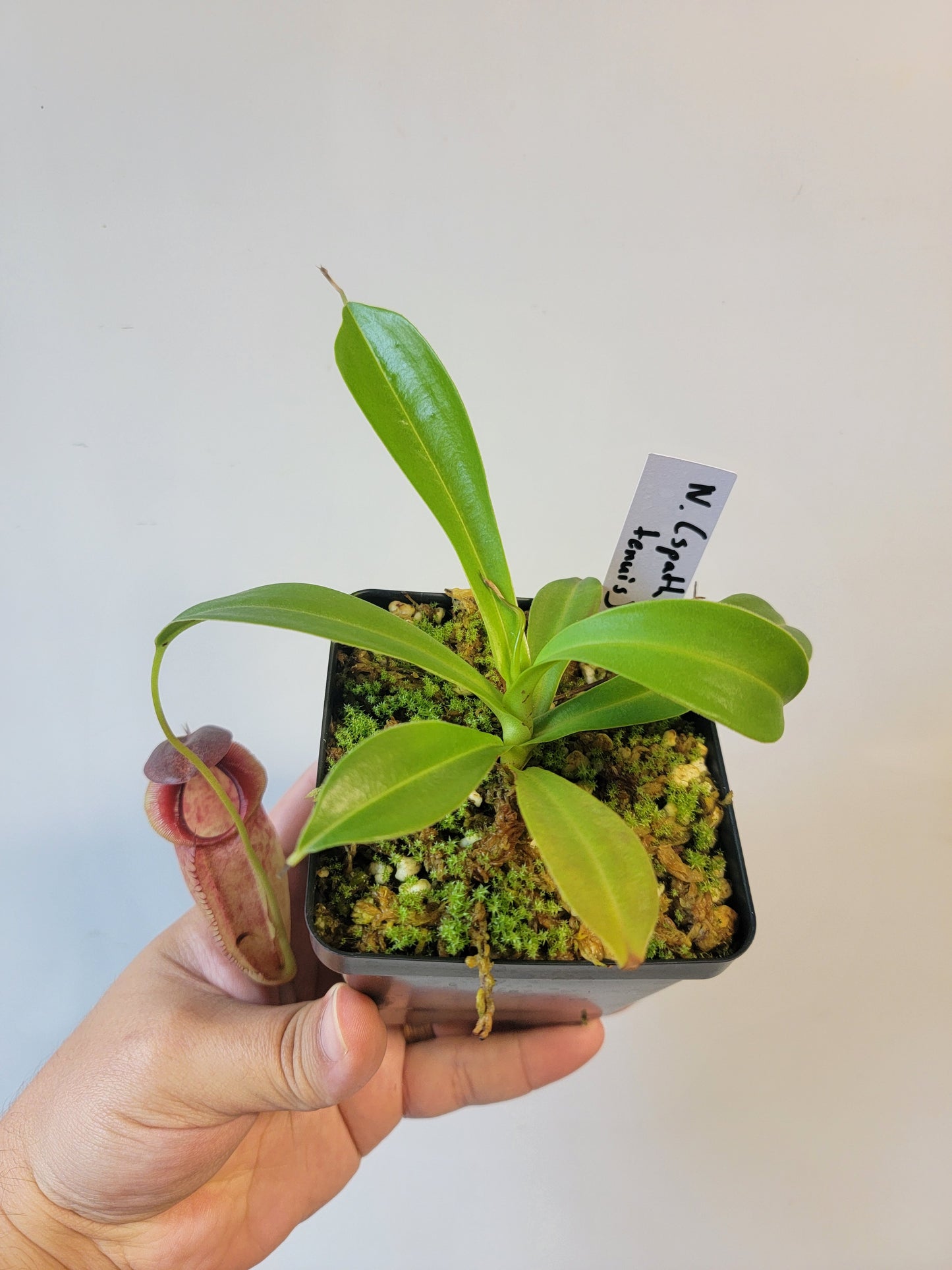 Nepenthes spathulata x tenuis BE
