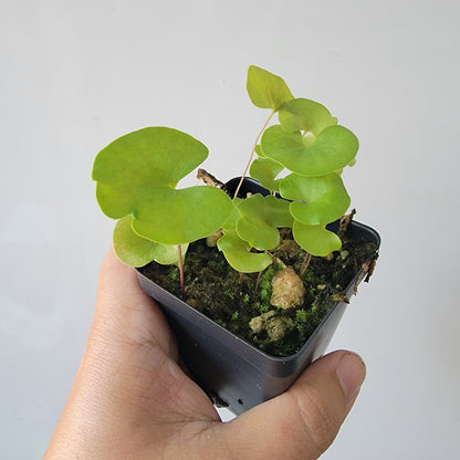 Utricularia reniformis