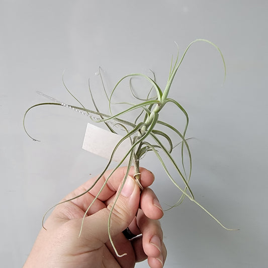 Tillandsia Paleaca X 5"