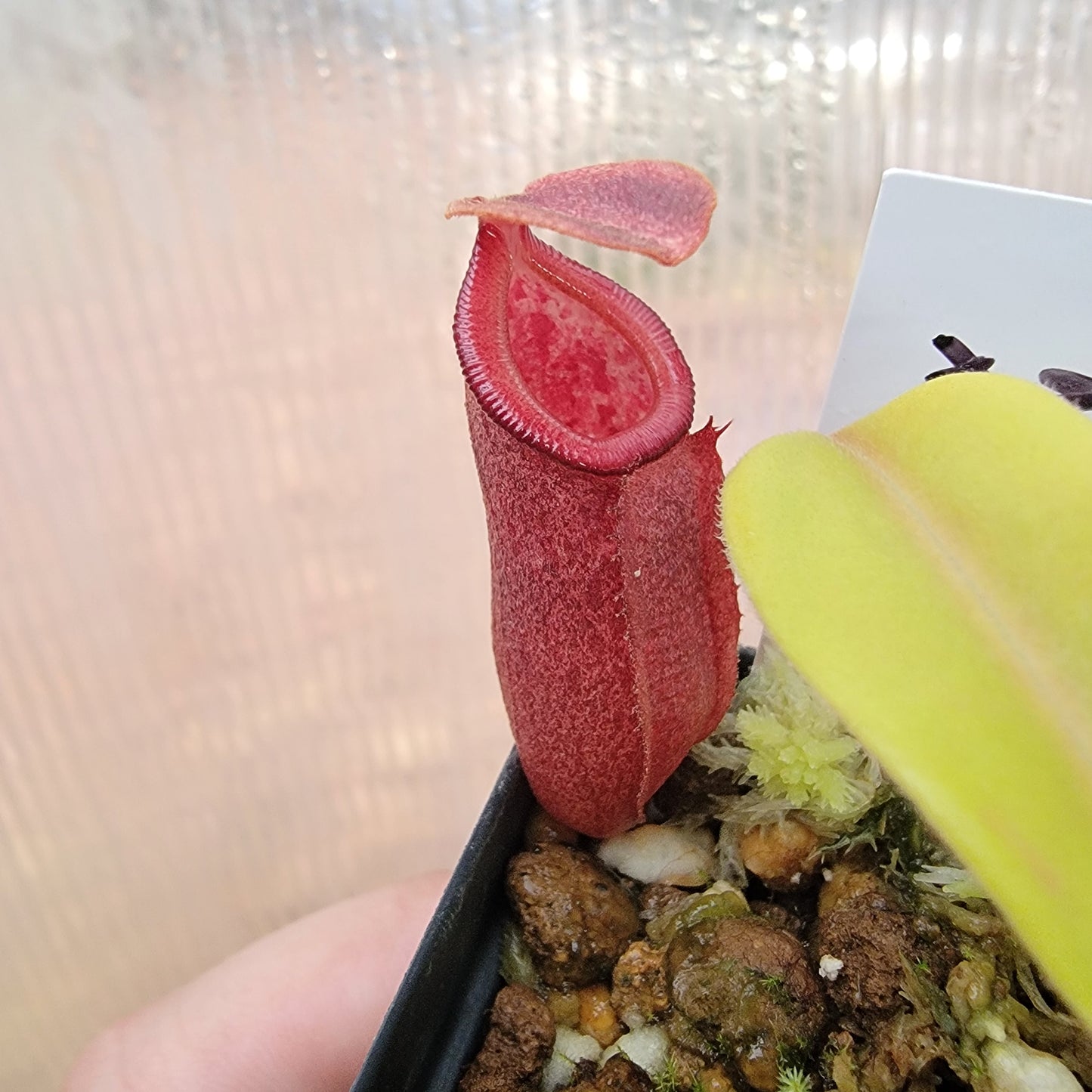 Nepenthes robcantleyi x jacquelineae BE