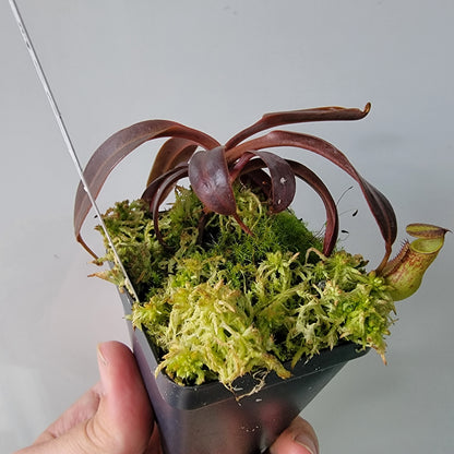 Nepenthes ceciliae BCP