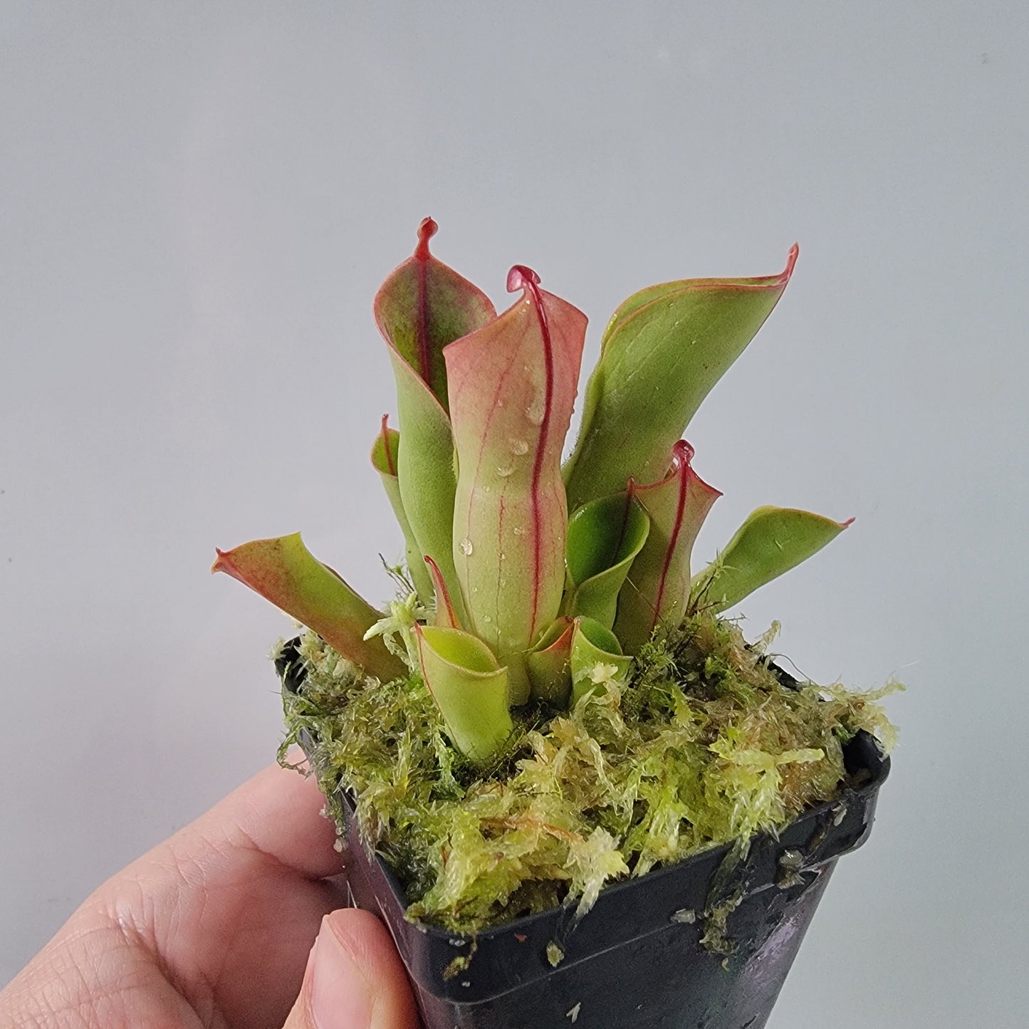 Heliamphora heterodoxa x minor