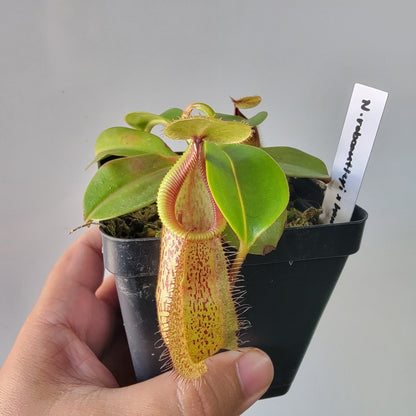 Nepenthes robcantleyi x hamata BE