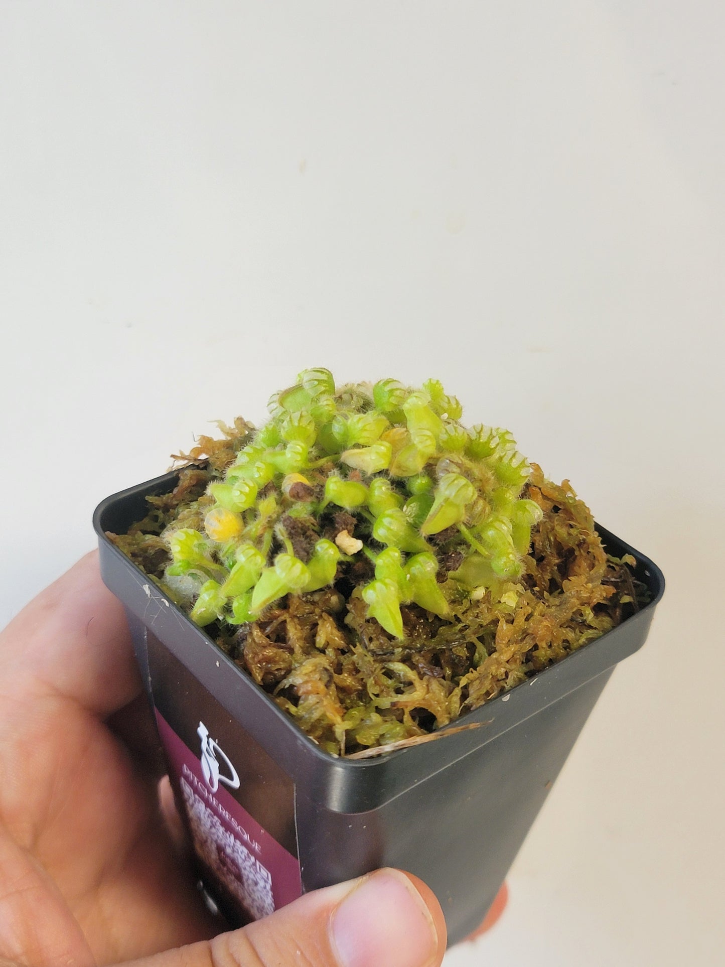 Cephalotus follicularis BCP