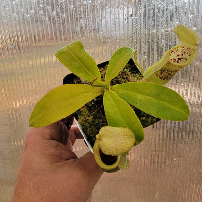 Nepenthes spathulata x campanulata BE