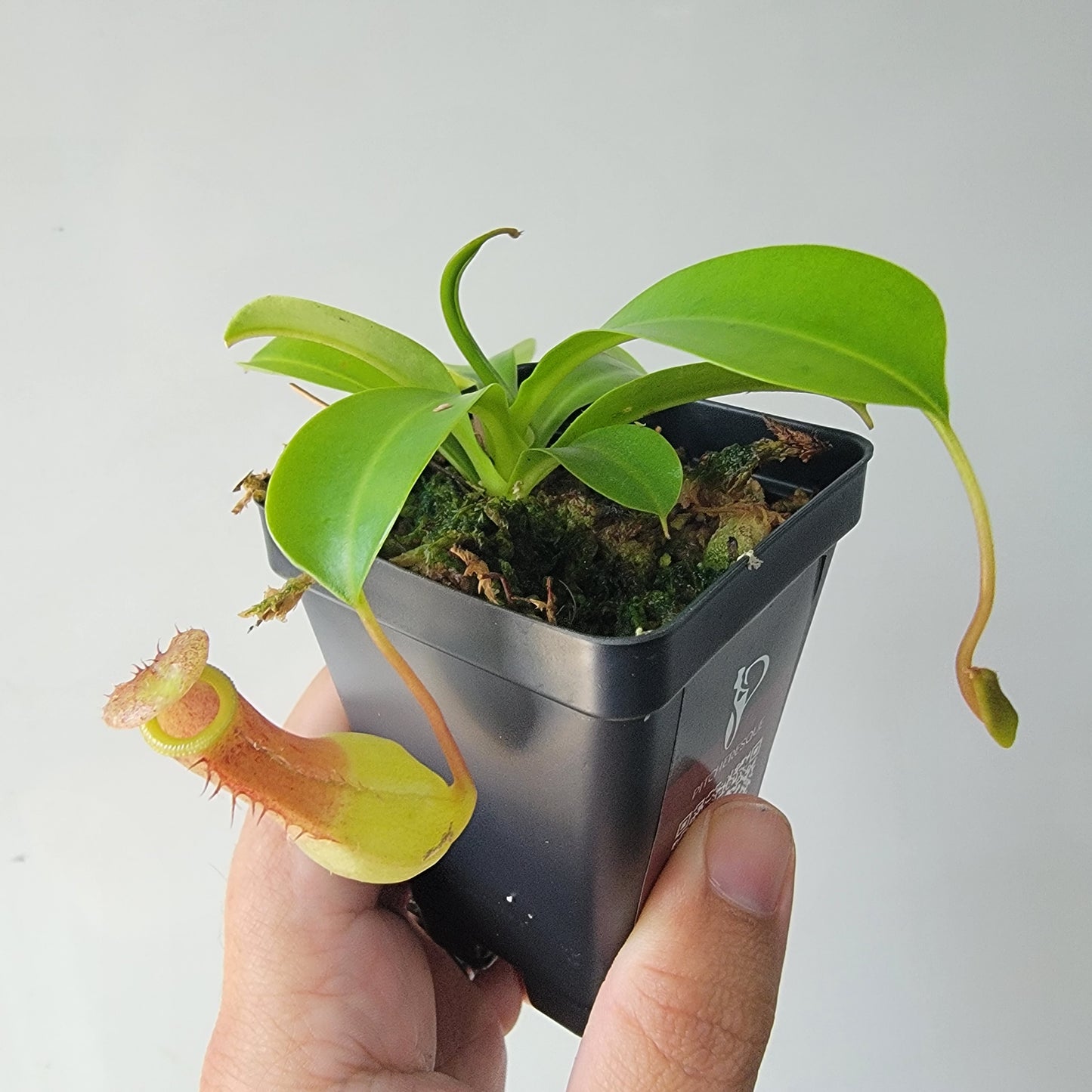 Nepenthes "Ventrata"