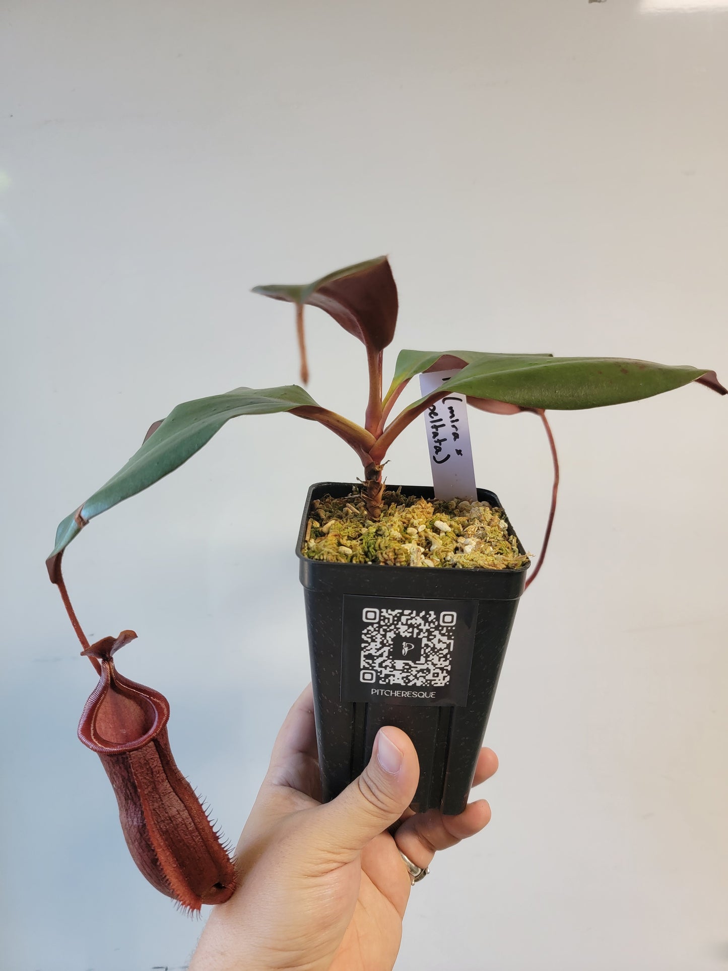 Nepenthes mira x peltata BE