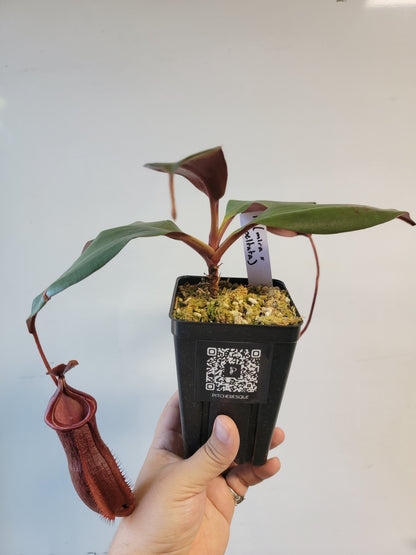 Nepenthes mira x peltata BE