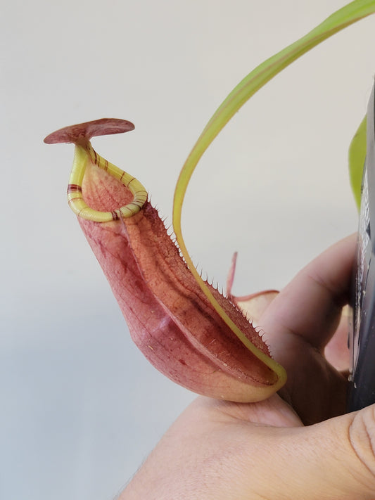 Nepenthes spectabilis x mirabilis var. globosa BE