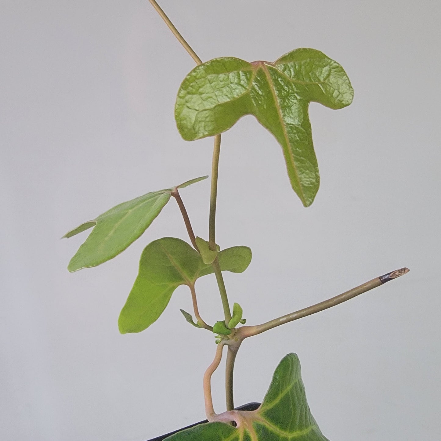 Aristolochia macroura