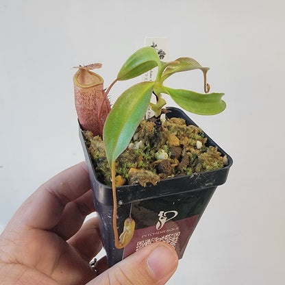 Nepenthes gantungensis BCP