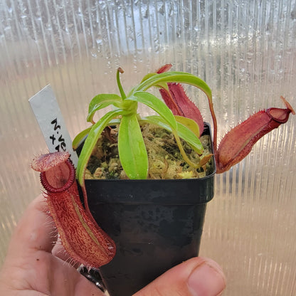 Nepenthes ventricosa x hamata BE