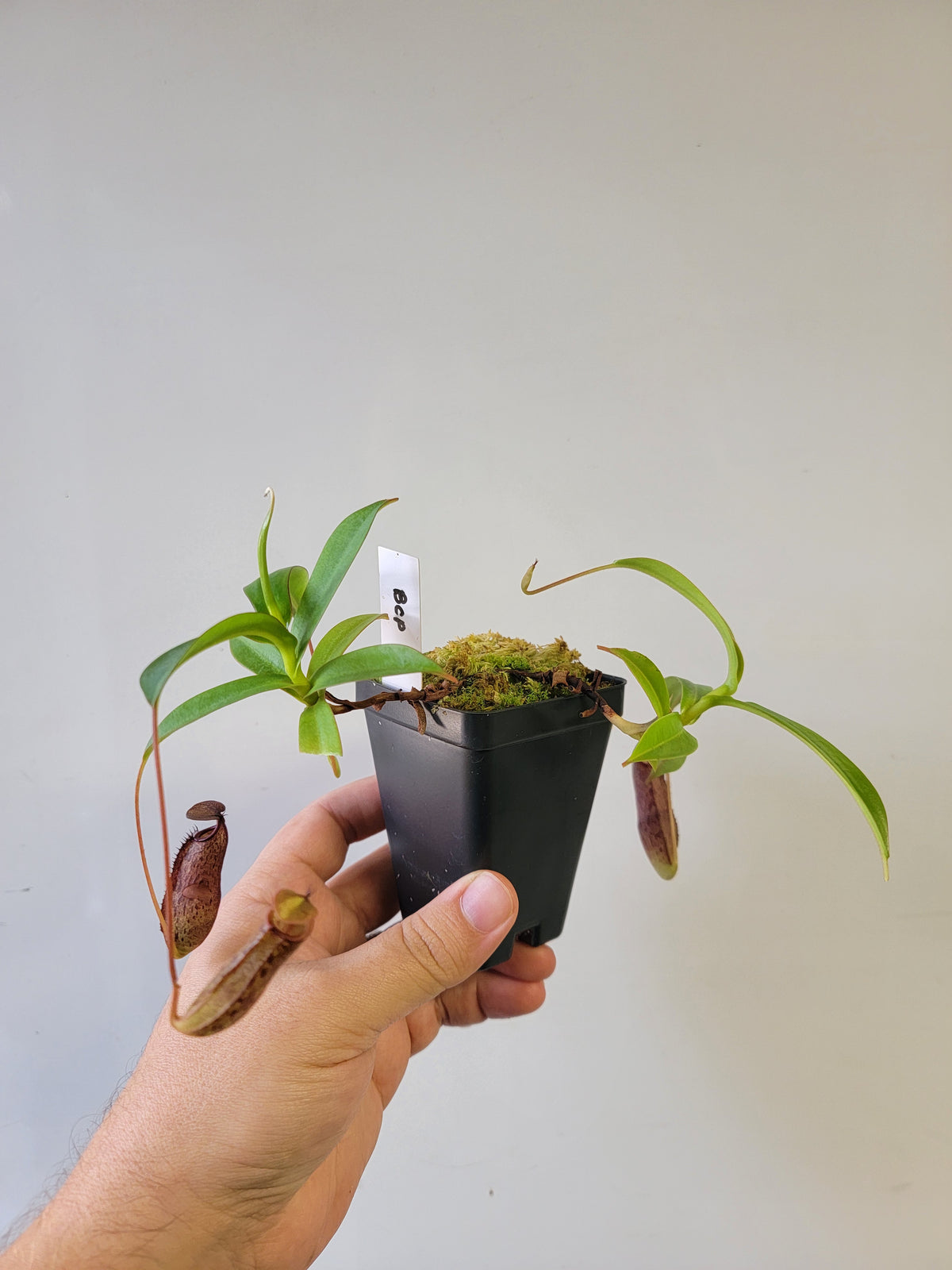 Nepenthes ulukaliana x ramispina BCP
