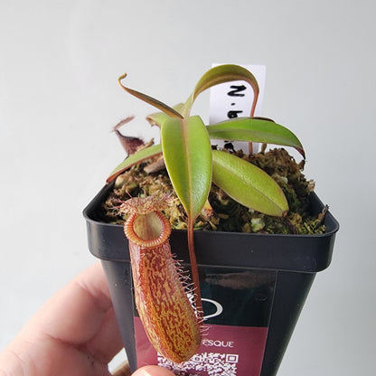 Nepenthes burkei x hamata BE