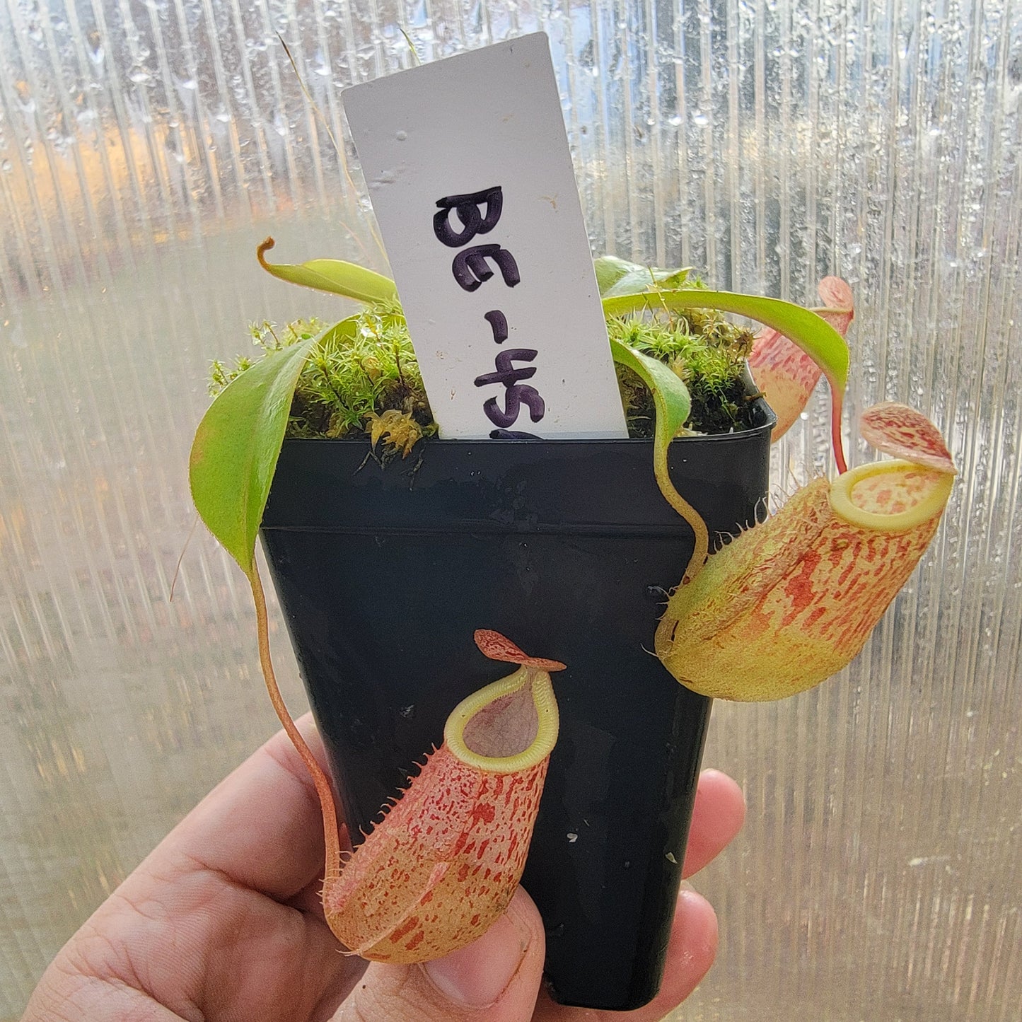 Nepenthes glabrata x veitchii BE