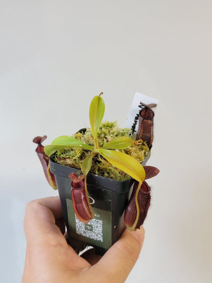 Nepenthes hamata x lowii BE