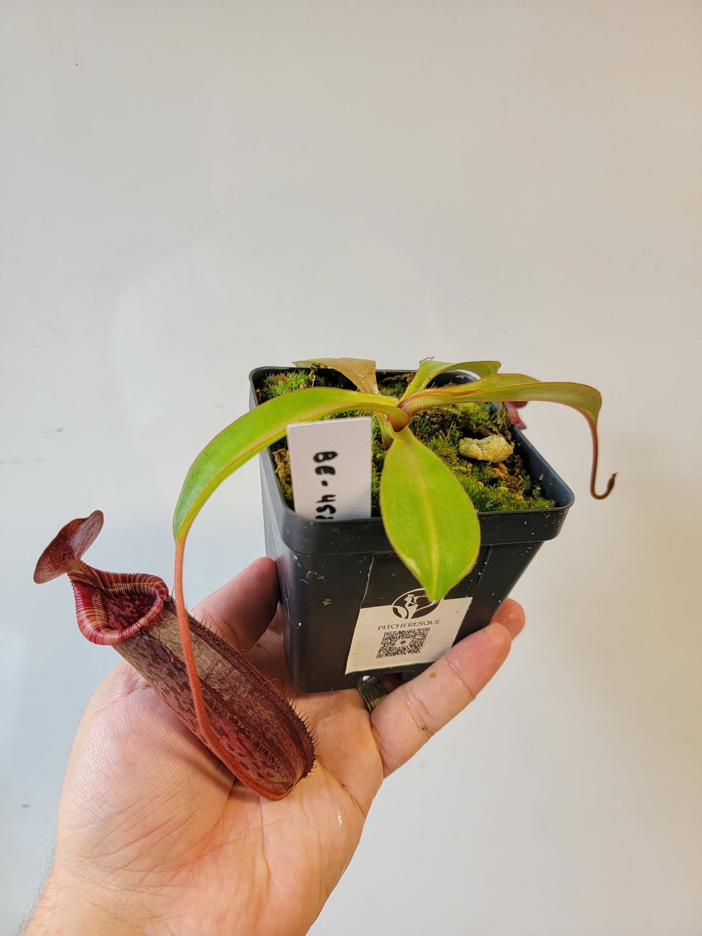 Nepenthes spectabilis x lowii BE