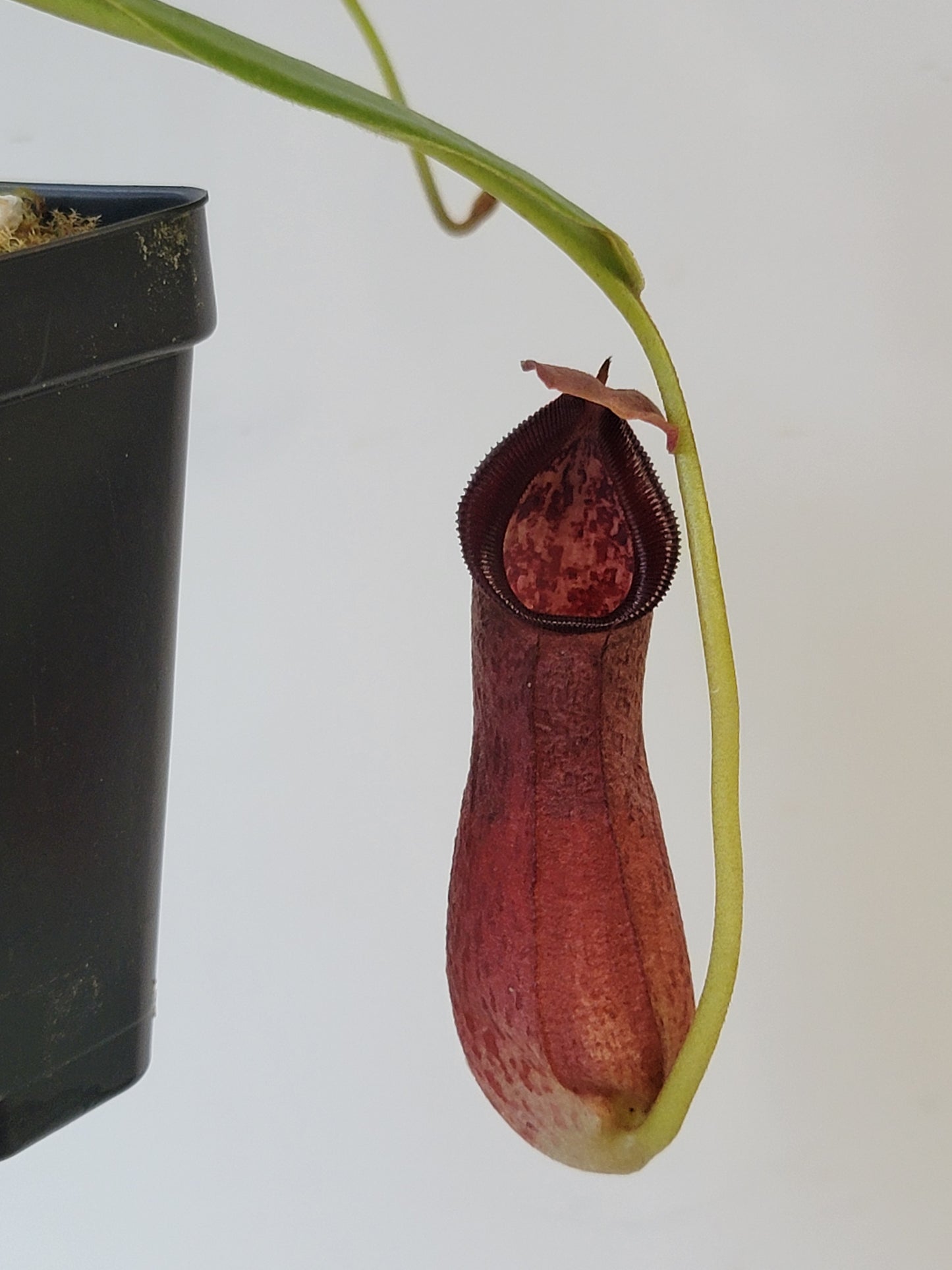 Nepenthes singalana x ventricosa x robcantleyi BE
