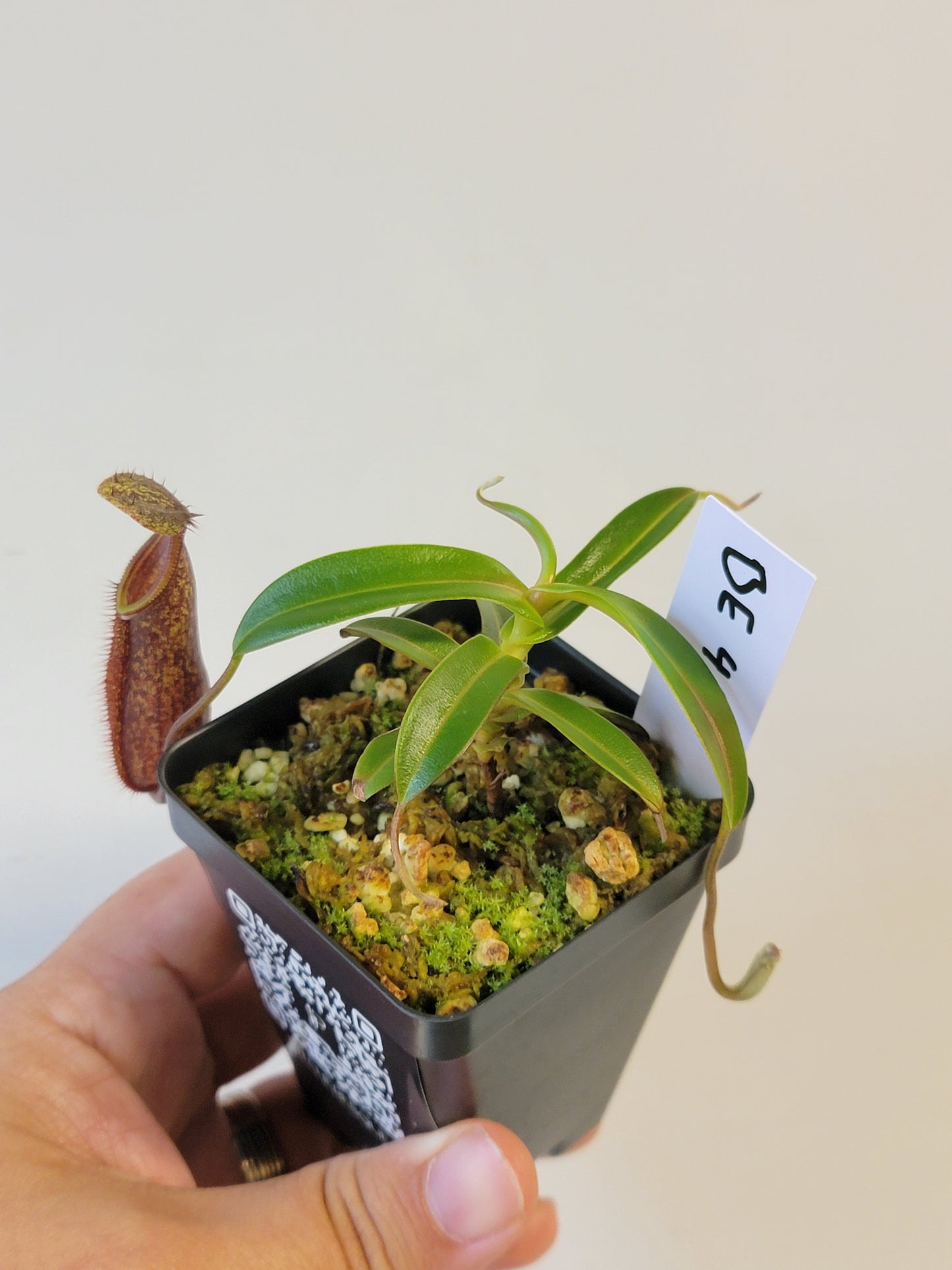 Nepenthes nigra BE