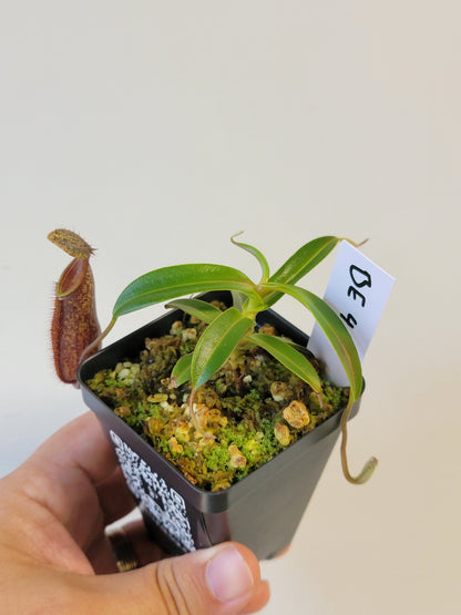 Nepenthes nigra BE