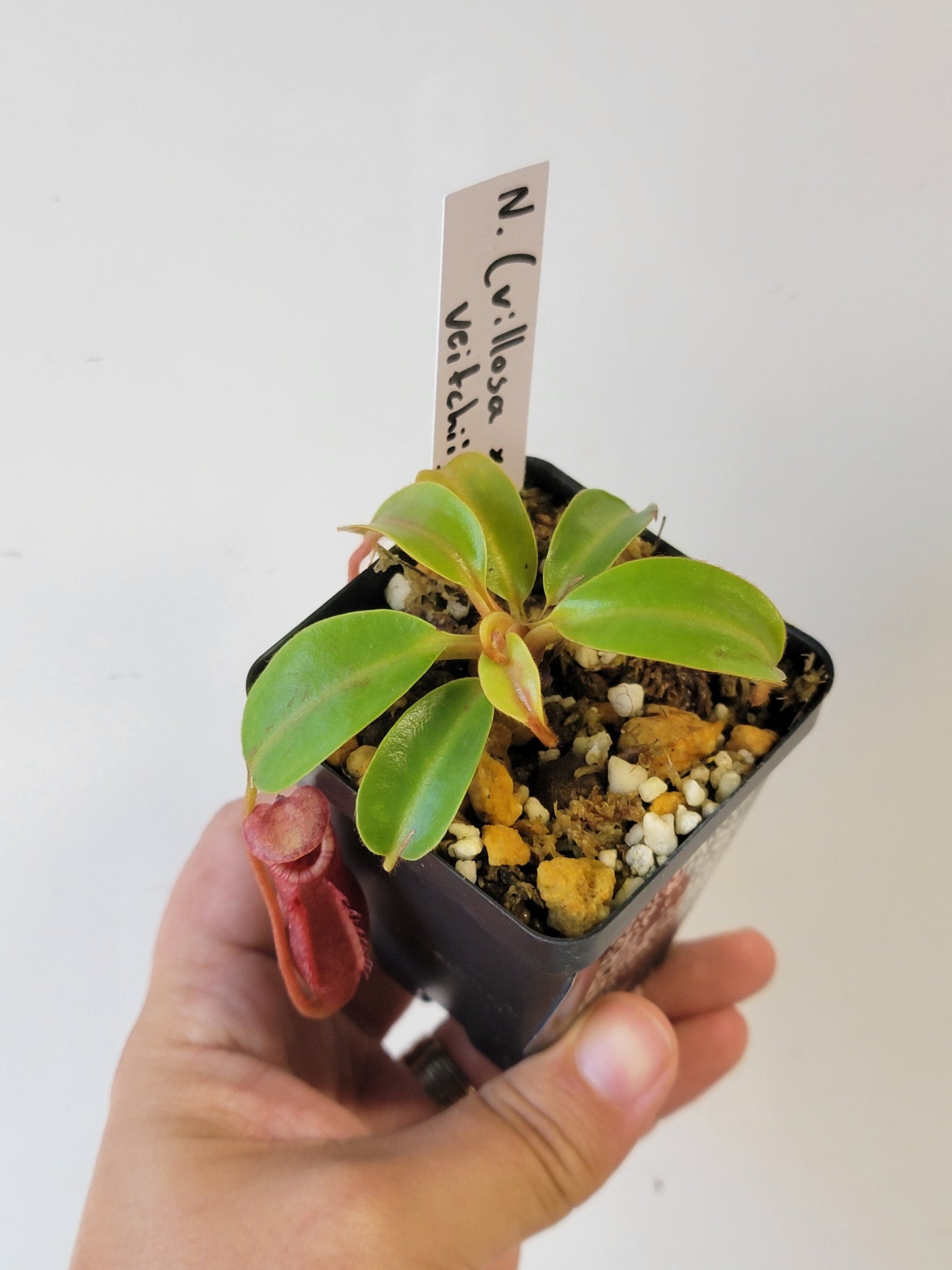 Nepenthes villosa x veitchii (striped peristome) BE