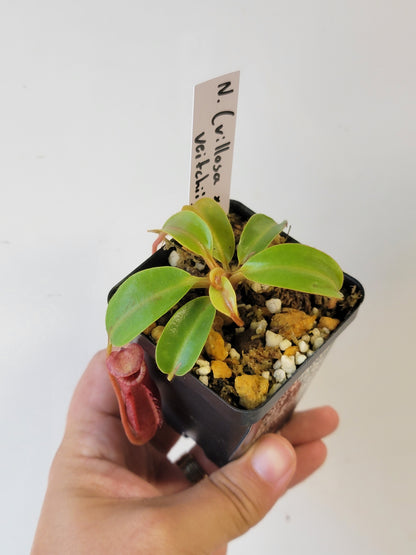 Nepenthes villosa x veitchii (striped peristome) BE