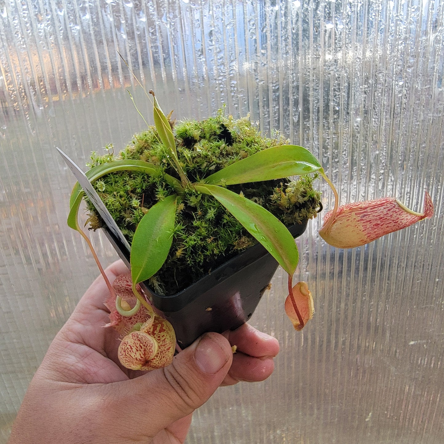 Nepenthes glabrata x veitchii BE