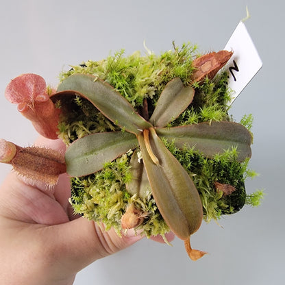 Nepenthes vieillardii BE