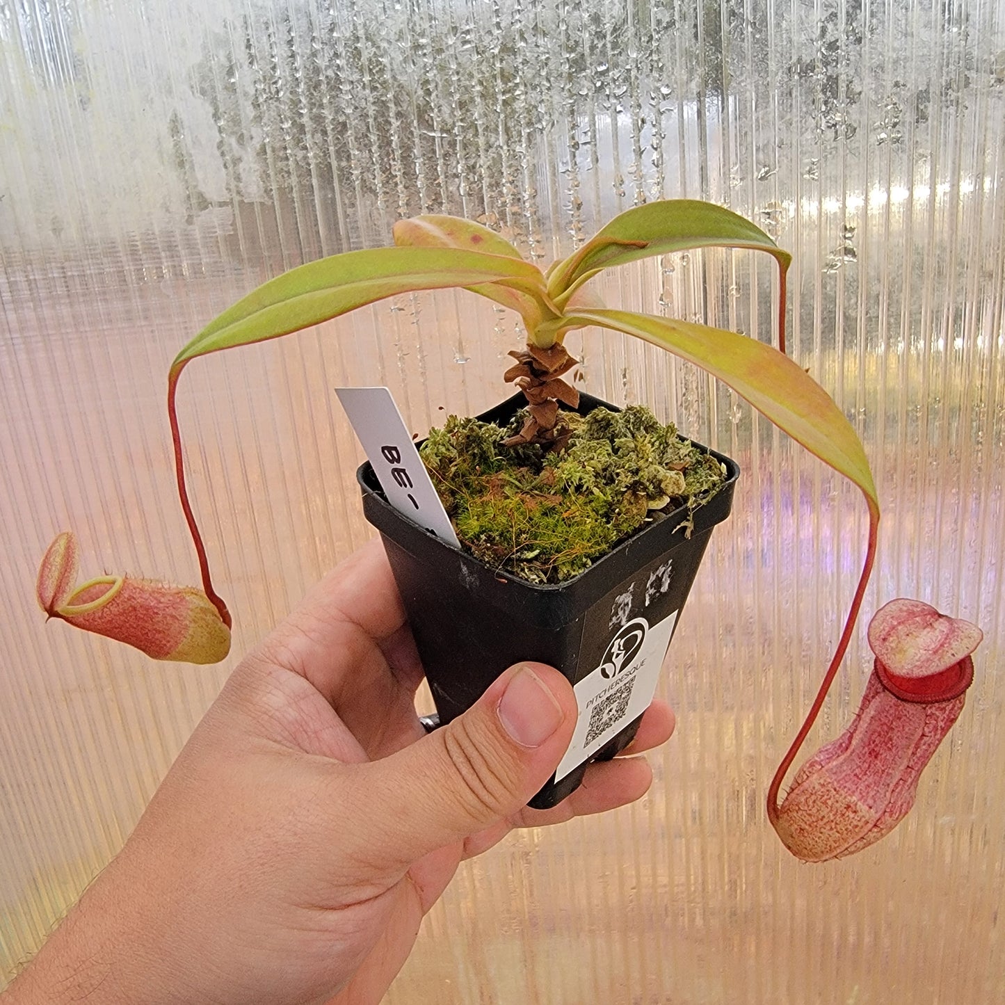 Nepenthes sibuyanensis x merriliana BE