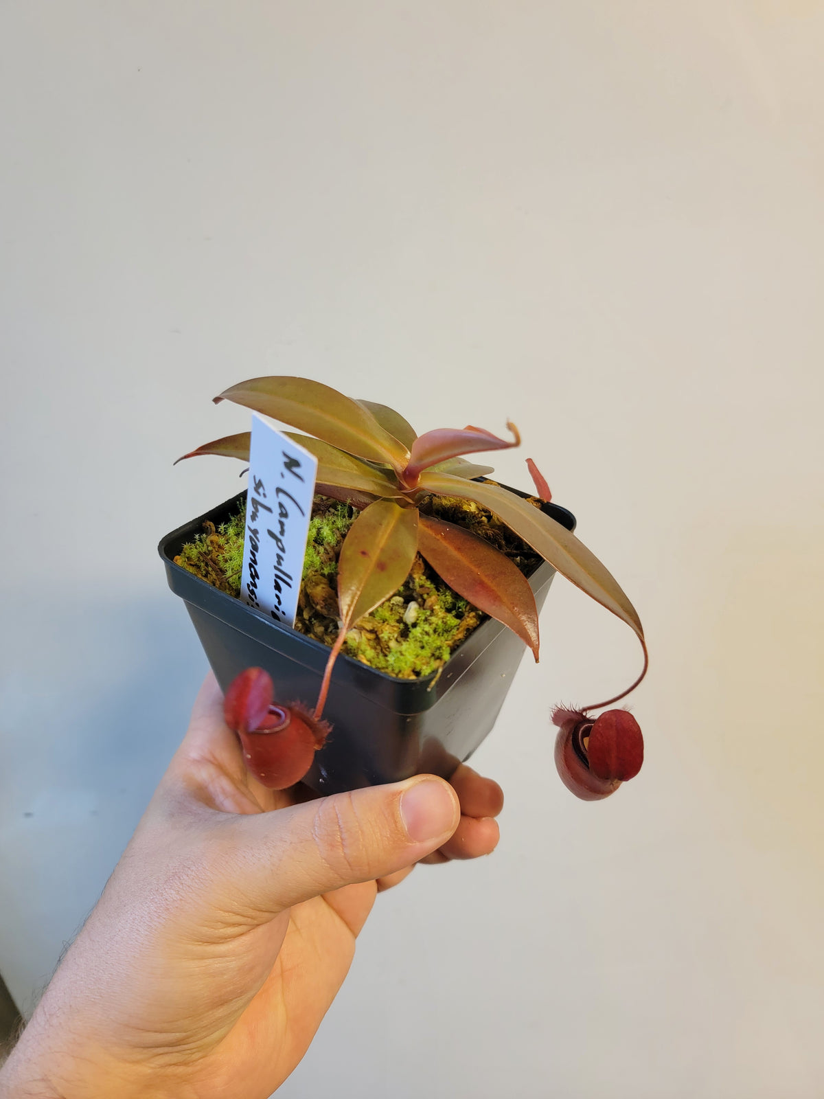 Nepenthes ampullaria x sibuyanensis BE
