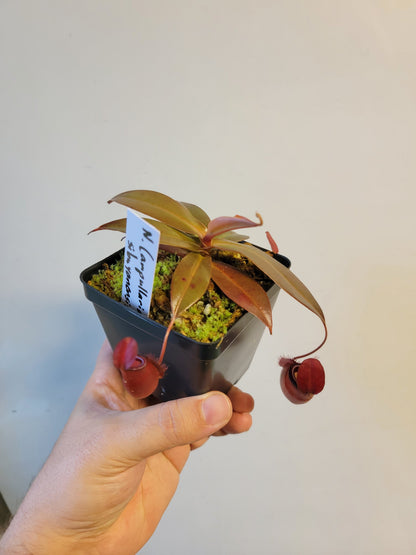 Nepenthes ampullaria x sibuyanensis BE