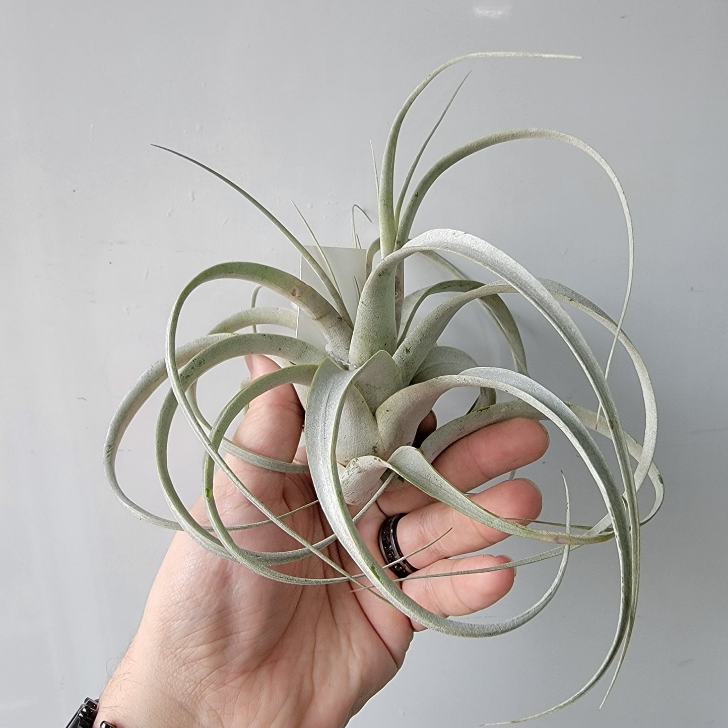 Tillandsia xerographica 6"