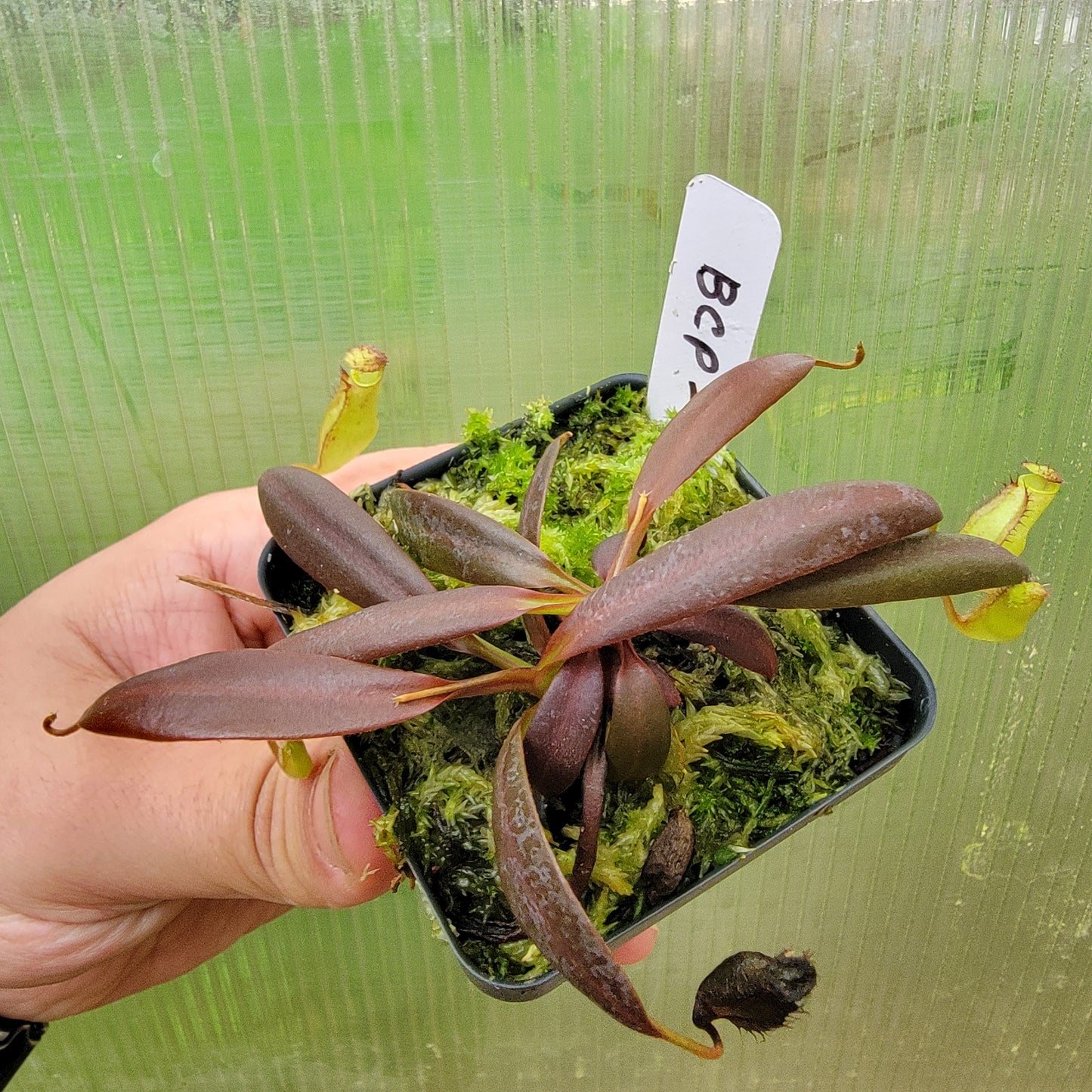 Nepenthes ceciliae BCP