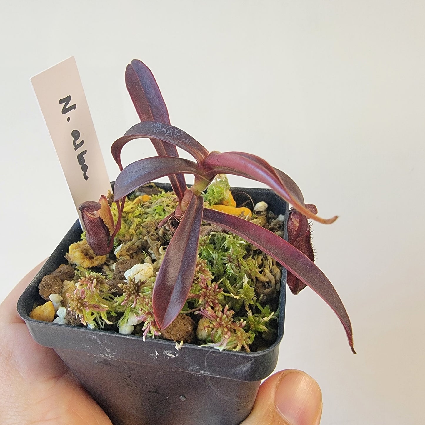 Nepenthes alba BCP
