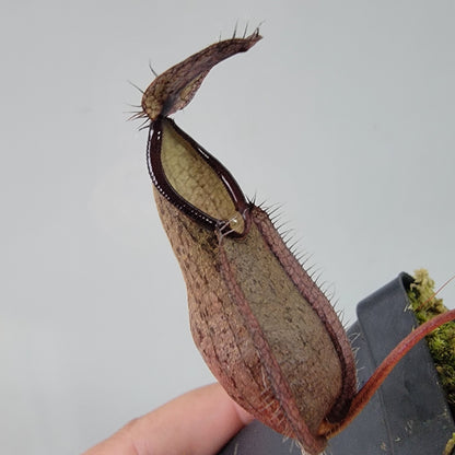 Nepenthes tentaculata BE