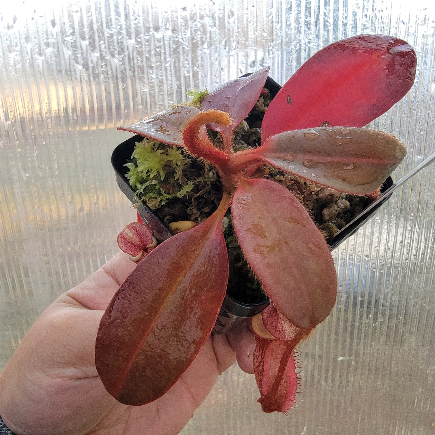 Nepenthes peltata BE