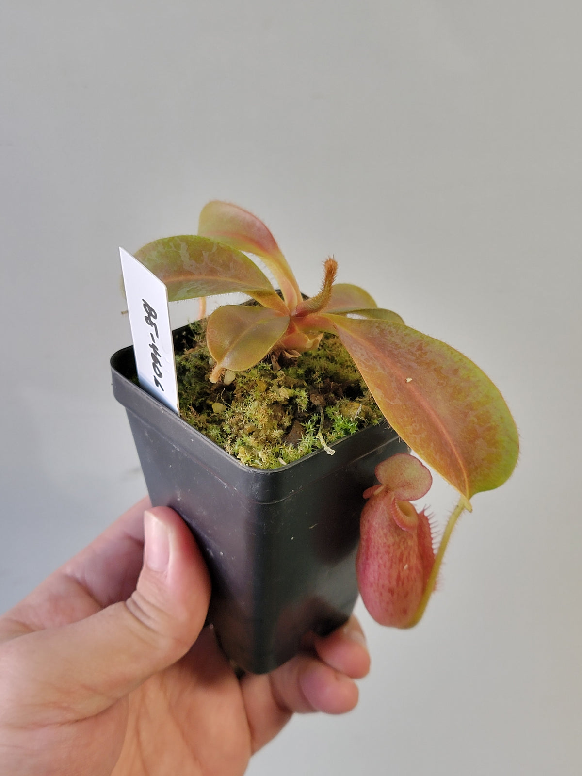 Nepenthes villosa x veitchii (gold peristome) BE