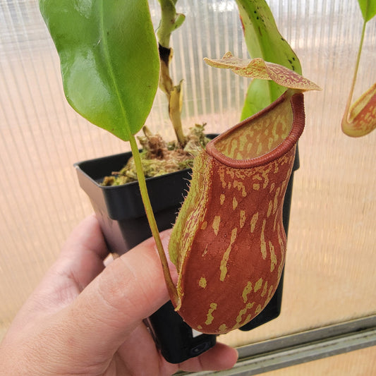 Nepenthes "St. Gaya"