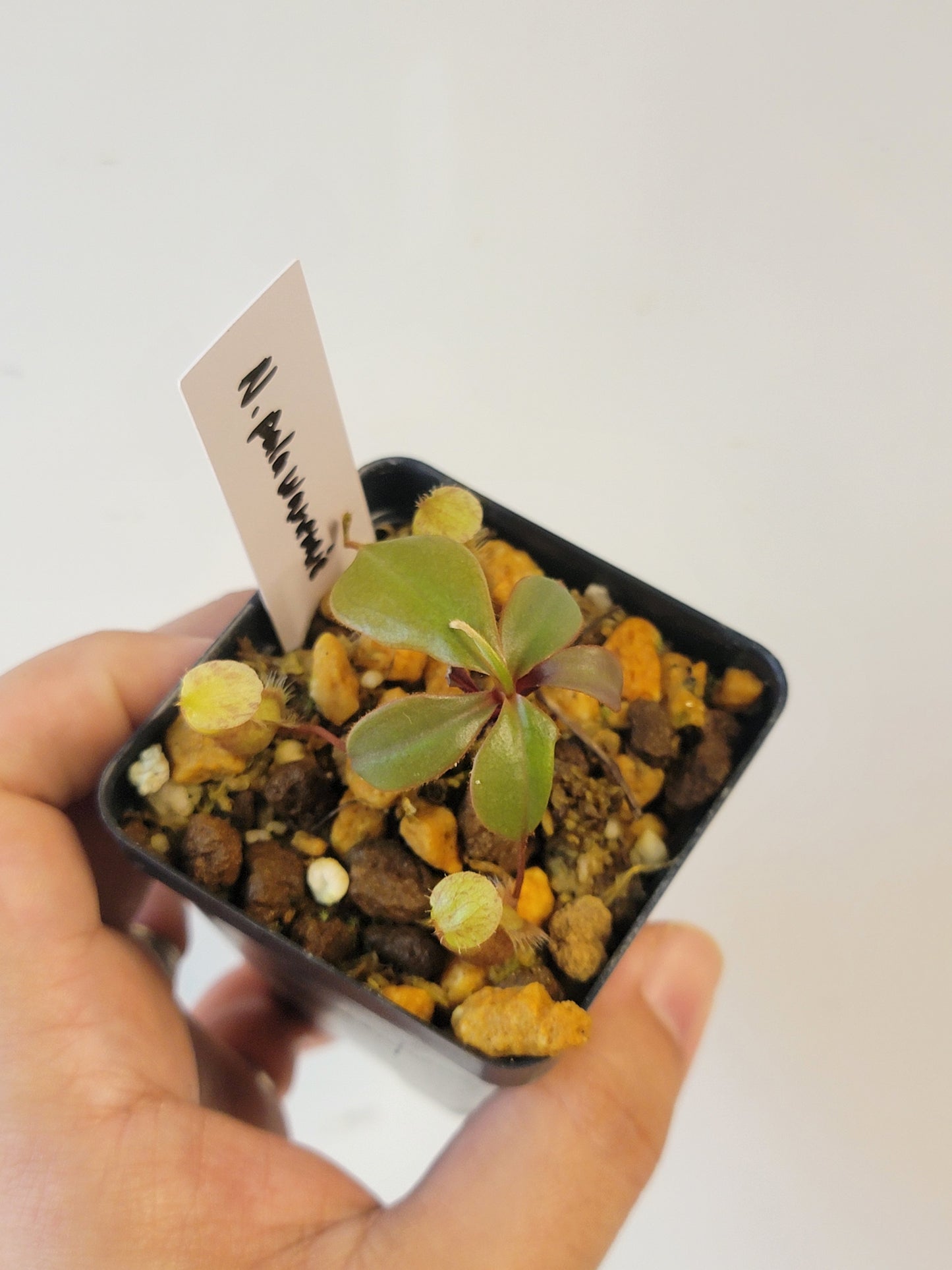Nepenthes palawanensis BCP