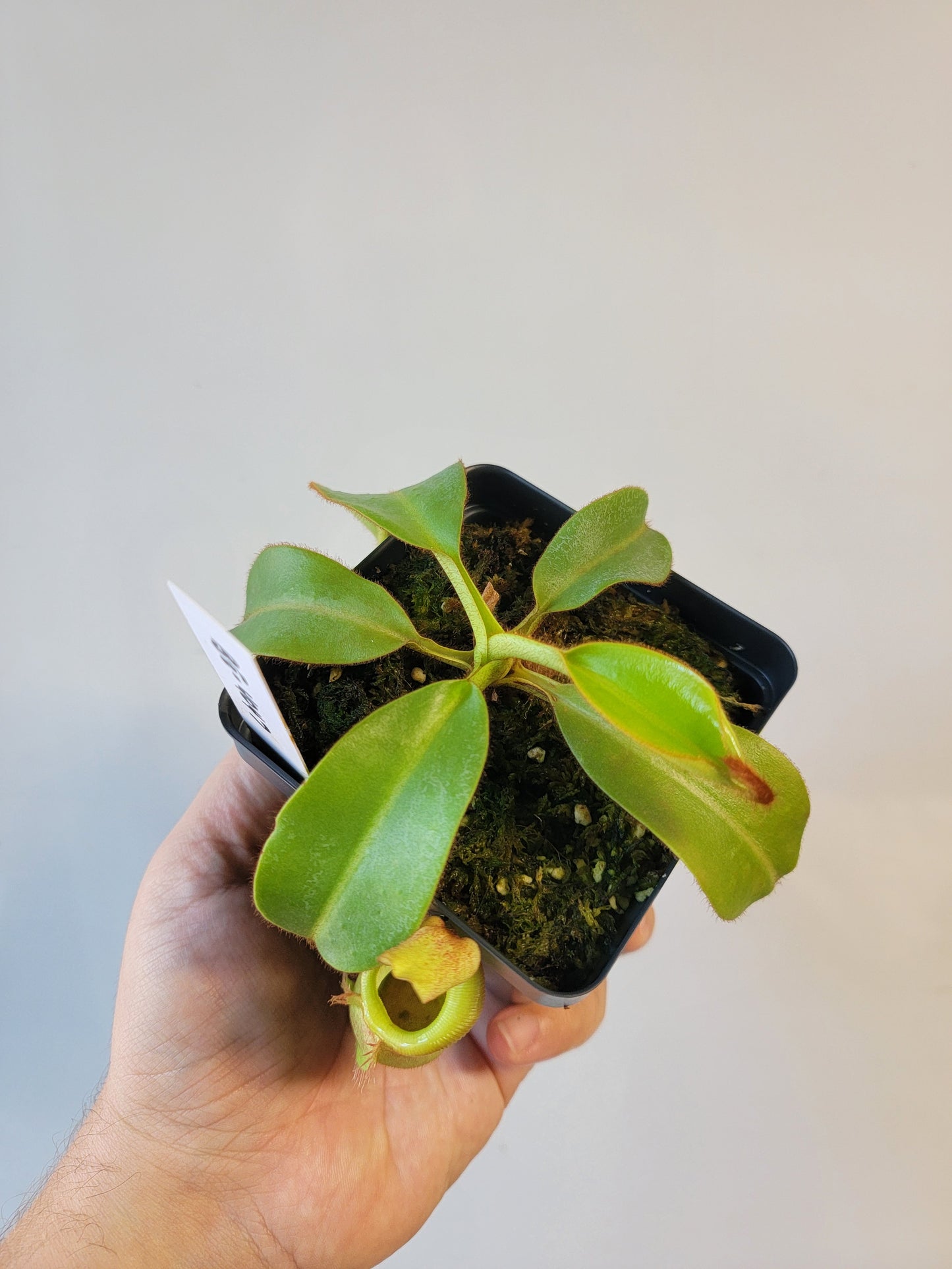 Nepenthes petiolata x veitchii BE
