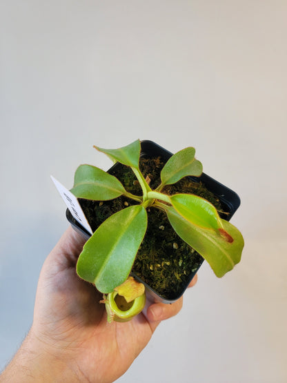 Nepenthes petiolata x veitchii BE