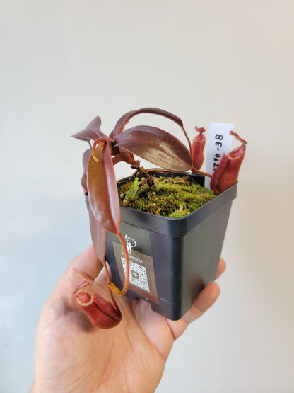 Nepenthes diabolica x burbidgeae BE