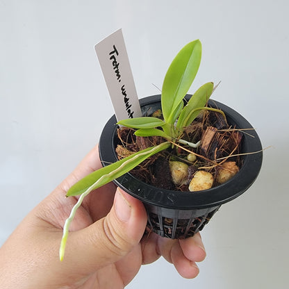 Trichocentrum undulatum Orchid