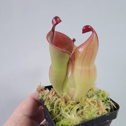 Heliamphora heterodoxa x minor