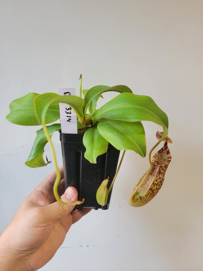 Nepenthes spathulata x spectabilis BE
