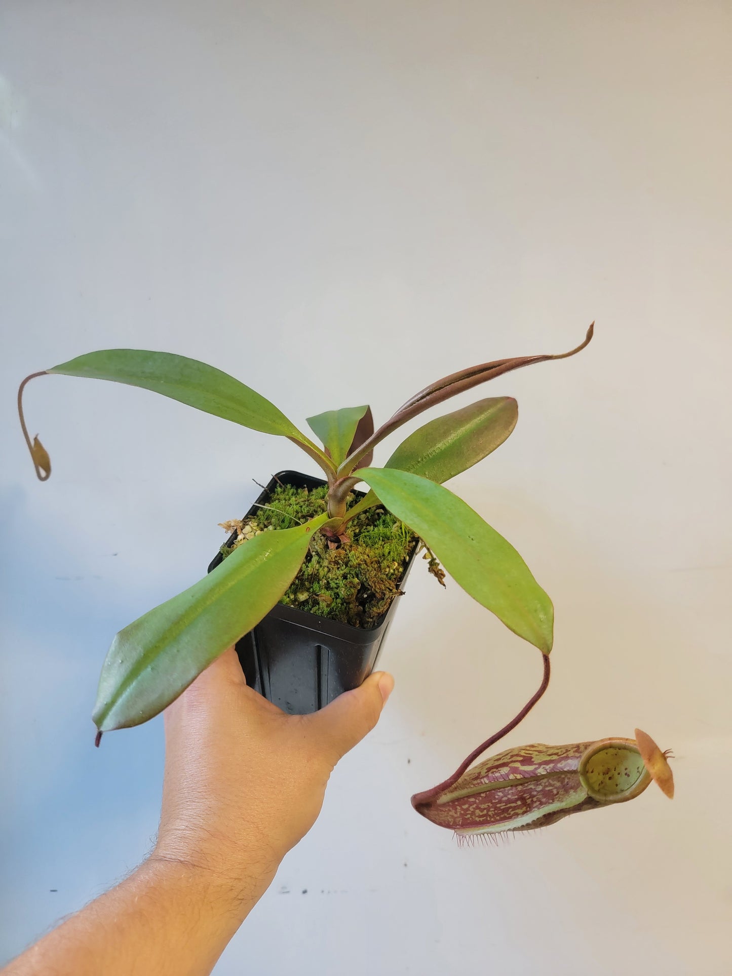 Nepenthes peltata x samudera BE