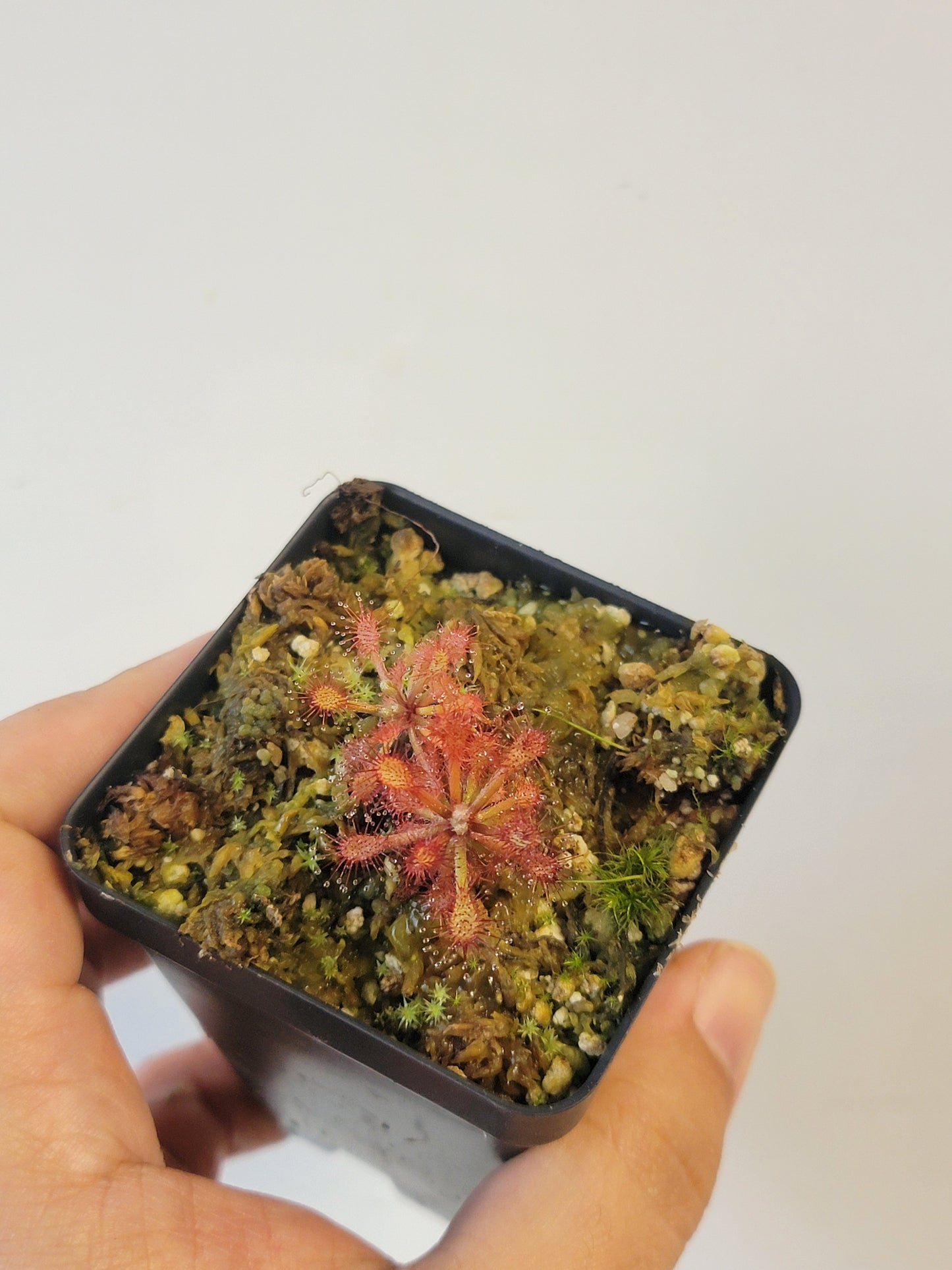 Drosera aff. roraimae BCP