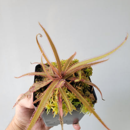 Drosera adelae 'Giant'