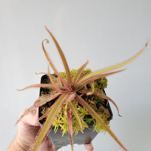 Drosera adelae 'Giant'