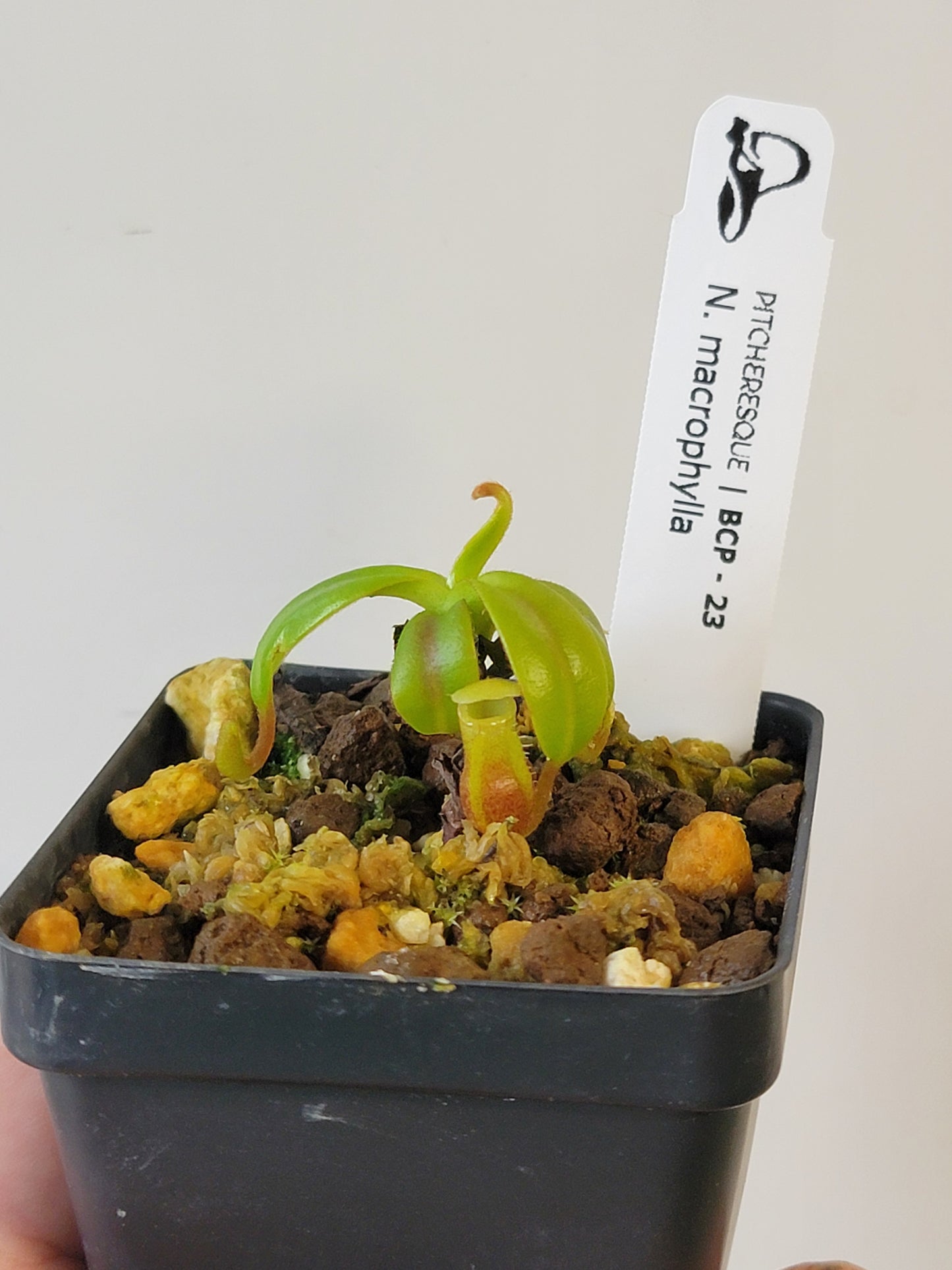 Nepenthes macrophylla BCP